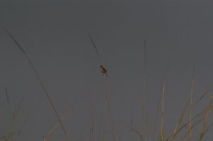 [Click to Supersize]
