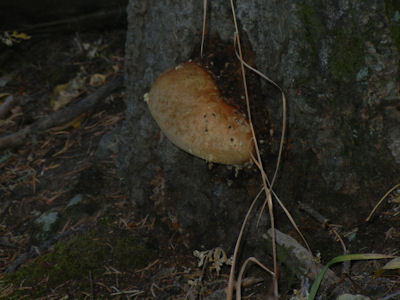 [Click to Supersize]